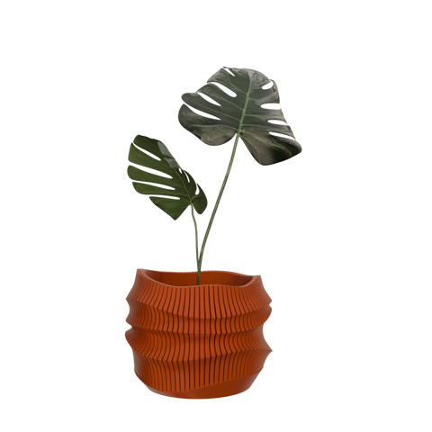 Dryas